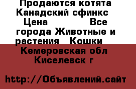 Продаются котята Канадский сфинкс › Цена ­ 15 000 - Все города Животные и растения » Кошки   . Кемеровская обл.,Киселевск г.